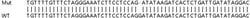 Abcam&nbsp;Human TRPM7 knockout HeLa cell line