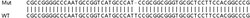 Abcam&nbsp;Human C9orf69 knockout HeLa cell line