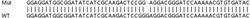 Abcam&nbsp;Human AIP knockout HeLa cell line