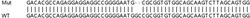 Abcam&nbsp;Human WDR13 knockout HeLa cell line