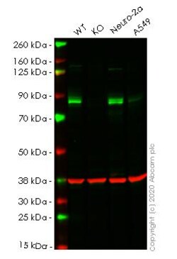 Abcam&nbsp;Human PIP5K1C knockout HeLa cell line
