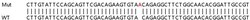 Abcam&nbsp;Human TMEM175 knockout HeLa cell line
