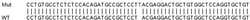 Abcam&nbsp;Human VOPP1 knockout HeLa cell line