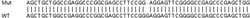 Abcam&nbsp;Human GALK1 knockout HeLa cell line