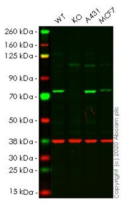 Abcam&nbsp;Human HSPA8 (Hsc70) knockout HeLa cell line