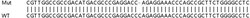 Abcam&nbsp;Human SLC2A8 (Glucose Transporter 8) knockout HeLa cell line