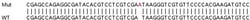 Abcam&nbsp;Human FIBP knockout HeLa cell line