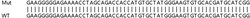 Abcam&nbsp;Human TM4SF1 (Transmembrane 4 L6 family member 1) knockout HeLa cell line