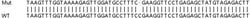 Abcam&nbsp;Human ERGIC2 (PTX1) knockout HeLa cell line
