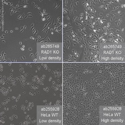 Abcam&nbsp;Human RAD1 knockout HeLa cell line