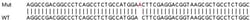 Abcam&nbsp;Human ZNF326 knockout HeLa cell line