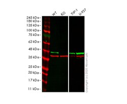 Abcam&nbsp;Human CAPG (MCP) knockout HeLa cell line