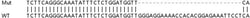 Abcam&nbsp;Human IFNE (IFNE1) knockout HeLa cell line