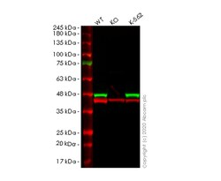 Abcam&nbsp;Human PPID (Cyclophilin 40) knockout HeLa cell line