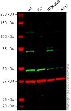 Abcam&nbsp;Human RHOT1 (MIRO1) knockout HeLa cell line