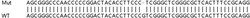 Abcam&nbsp;Human PI4K2A knockout HeLa cell line
