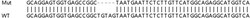 Abcam&nbsp;Human SLC38A9 knockout HeLa cell line