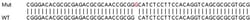 Abcam&nbsp;Human THAP7 knockout HeLa cell line