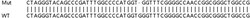 Abcam&nbsp;Human CASC4 knockout HeLa cell line