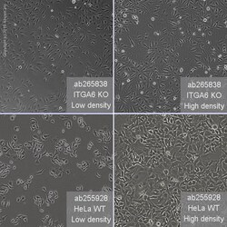 Abcam&nbsp;Human ITGA6 (Integrin alpha 6) knockout HeLa cell line
