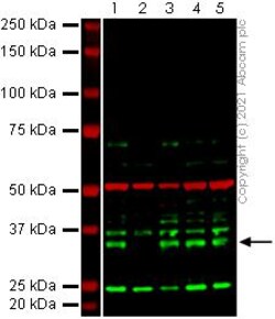 Abcam&nbsp;Human MAD2L1BP (CMT2) knockout HeLa cell line