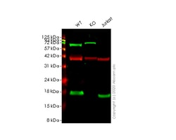 Abcam&nbsp;Human NDUFA13 (GRIM19) knockout HeLa cell line