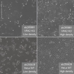 Abcam&nbsp;Human VRK2 knockout HeLa cell line