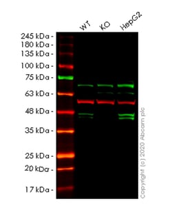 Abcam&nbsp;Human PON2 knockout HeLa cell line