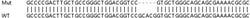 Abcam&nbsp;Human NPR1 (Natriuretic Peptide Receptor A/GC-A) knockout HeLa cell line