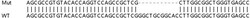 Abcam&nbsp;Human FAM65A knockout HeLa cell line