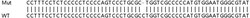 Abcam&nbsp;Human ATP5SL knockout HeLa cell line
