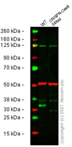 Abcam&nbsp;Human SNAI1 (SNAIL) knockout HeLa cell line