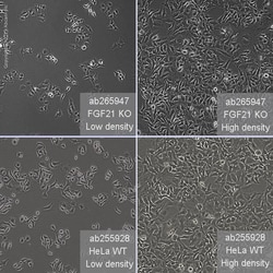 Abcam&nbsp;Human FGF21 knockout HeLa cell line