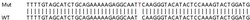 Abcam&nbsp;Human SYNJ1 (Synaptojanin) knockout HeLa cell line
