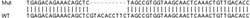 Abcam&nbsp;Human ATG2B knockout HeLa cell line
