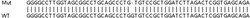 Abcam&nbsp;Human NCAPD3 (hCAP-D3) knockout HeLa cell line