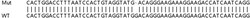 Abcam&nbsp;Human ATP13A3 knockout HeLa cell line