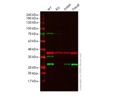 Abcam&nbsp;Human UBE2K (HIP2/LIG) knockout HeLa cell line