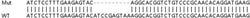 Abcam&nbsp;Human QRICH1 (Glutamine-rich protein 1) knockout HeLa cell line