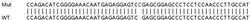 Abcam&nbsp;Human MYPN knockout HeLa cell line