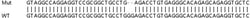 Abcam&nbsp;Human GNG4 knockout HEK-293T cell line