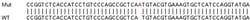 Abcam&nbsp;Human MTCH2 knockout HEK-293T cell line