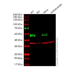 Abcam&nbsp;Human CELF1 (CUG-BP1) knockout HEK-293T cell line