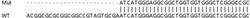 Abcam&nbsp;Human TMEM160 knockout HEK-293T cell line