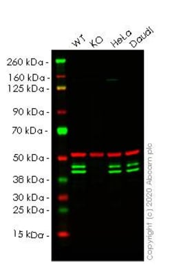 Abcam&nbsp;Human PUS1 knockout HEK-293T cell line