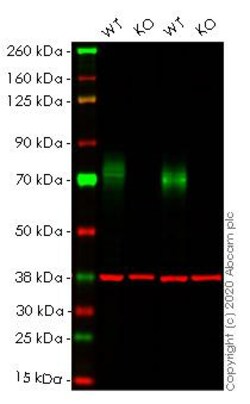 Abcam&nbsp;Human PVR (Poliovirus Receptor) knockout HEK-293T cell line