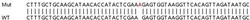 Abcam&nbsp;Human USP33 knockout HEK-293T cell line
