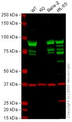 Abcam&nbsp;Human HSP90AB1 (Hsp90 beta) knockout HEK-293T cell line
