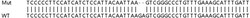 Abcam&nbsp;Human MAPKAPK5 (PRAK/MK5) knockout HEK-293T cell line