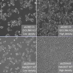 Abcam&nbsp;Human GOLIM4 (GOLPH4/GPP130) knockout HEK-293T cell line